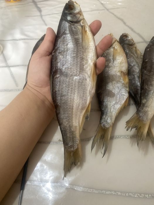 Кепкен ребец балықтары