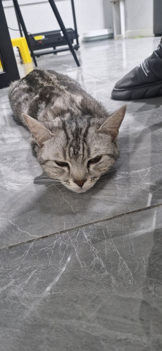 Отдам кошку в добрые руки!!!