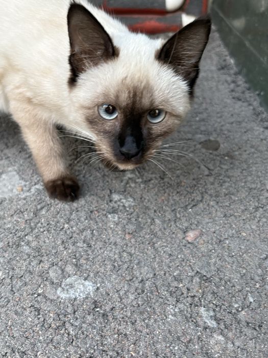 Продаётся милый сиамский котёнок