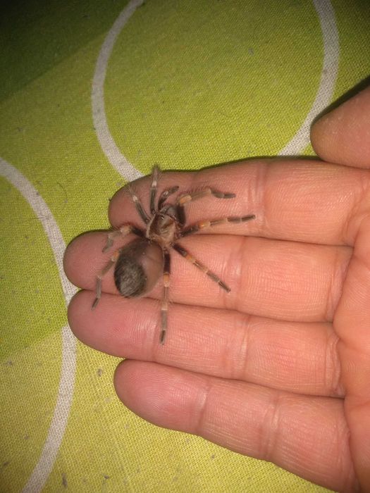 Тарантула Tarantula