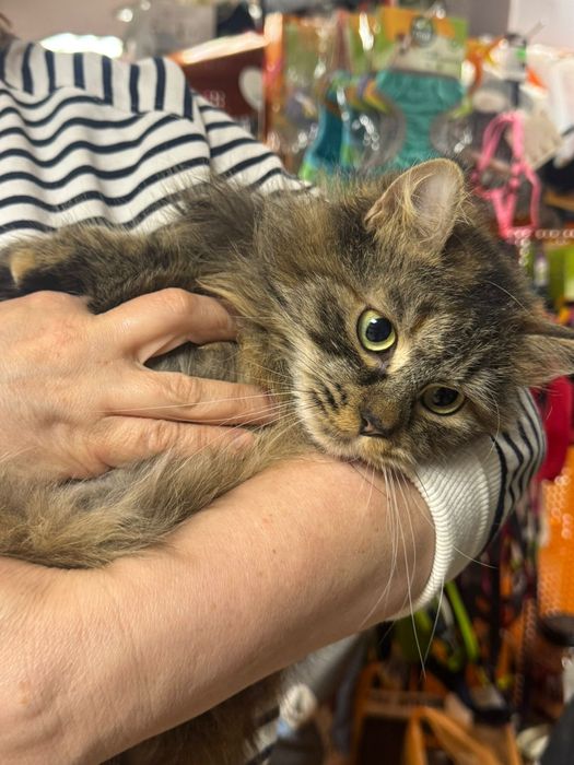 Красивая,пушистая кошка