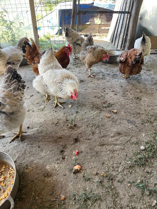 Găini de casa și rate. Ținute cu malai și faina bio  sunt foarte frumoase și se oua  sunt de anul  acesta sunt tinere