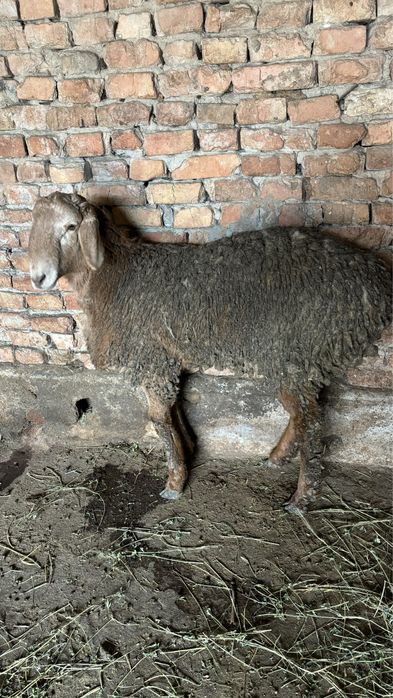 Арашан козы кошкар сатылады