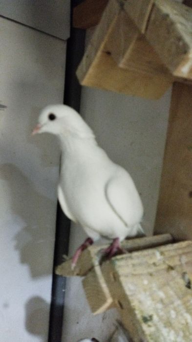 Голуби молодняк на продажу