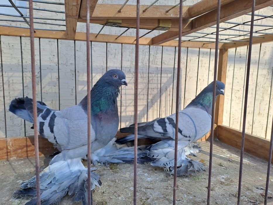 Голуби сизые ,удэ,сиреневые