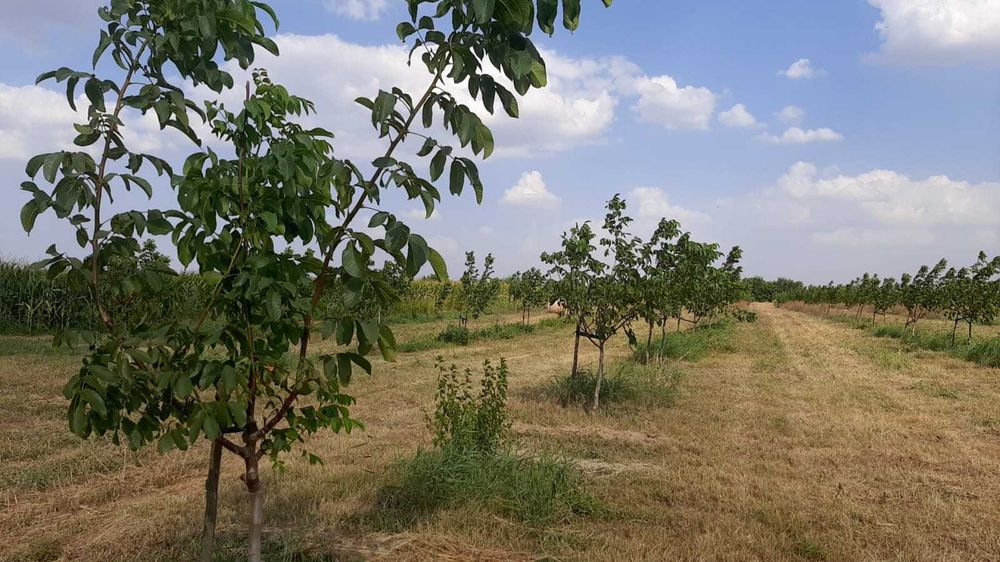 Livadă de nuc: Afacere agricolă cu potențial ridicat – 74,9 ha irigate