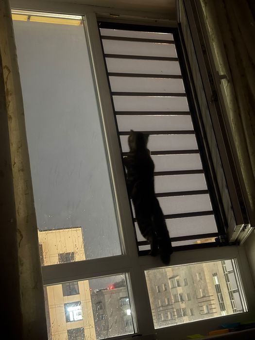 Кот. Порода Scottish Fold