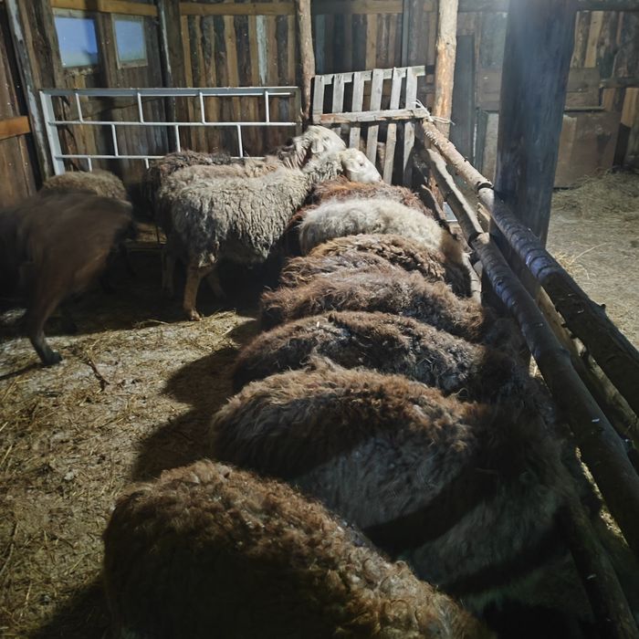 Семиз кой токты сатам