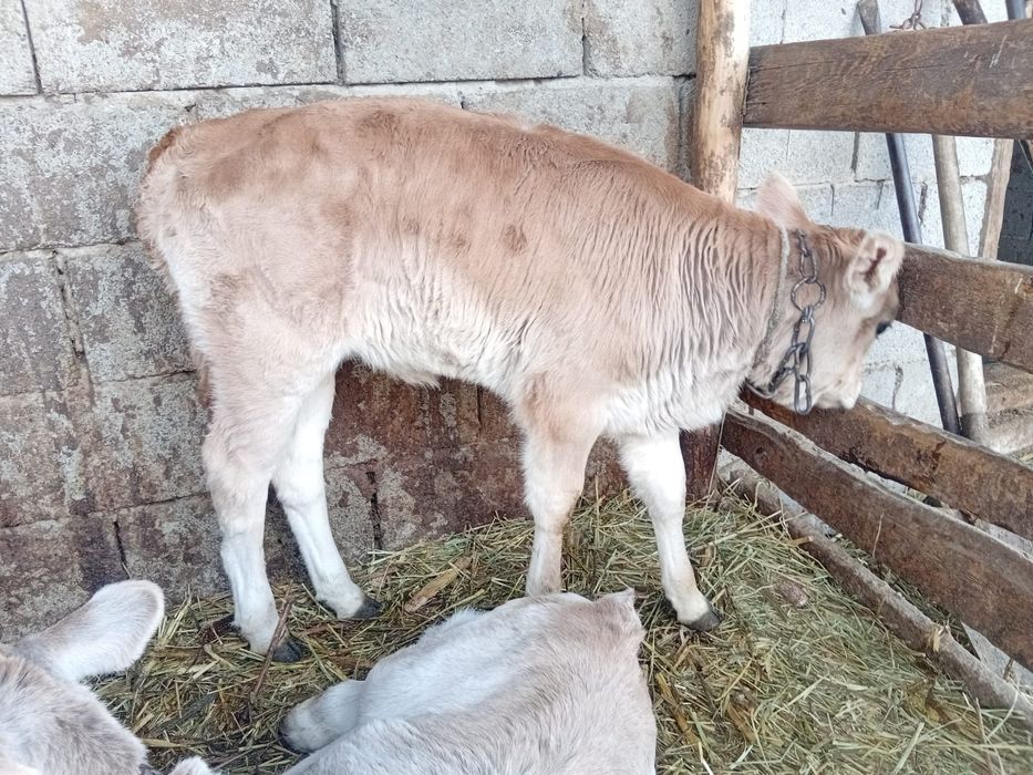 Телочки алатауская