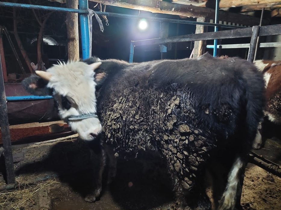 Буха бык бұқа құнажын