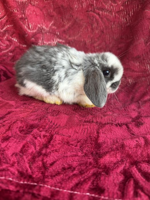 Продаются крольчата карликового барана.