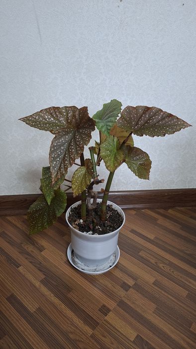 Комнатные цветы разные