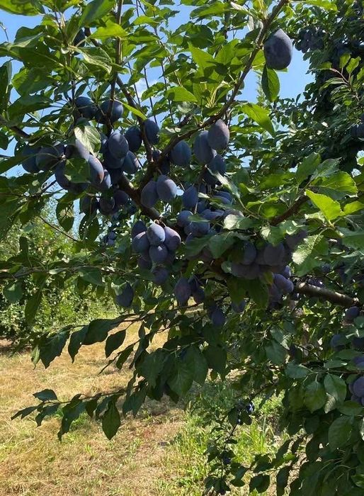 Prune de vanzare pt tuica!