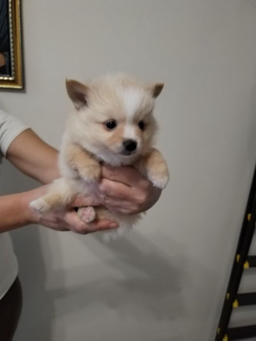 Продават се 5 броя мъжки кученца порода Померан-Шпиц