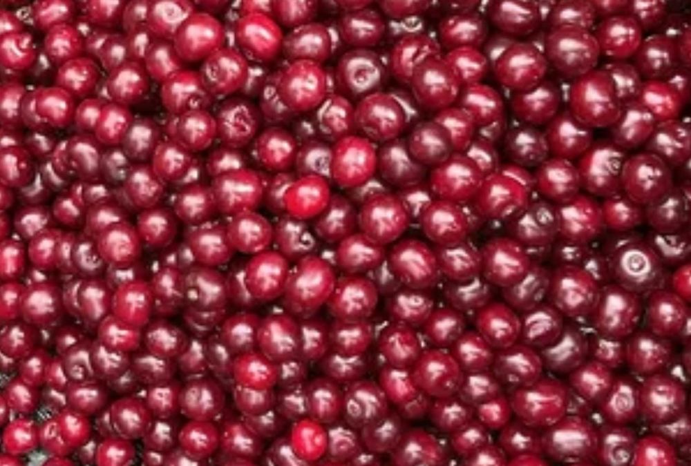Вишня сочная спелая