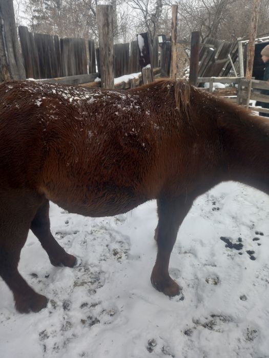 Продам жеребую кобылу