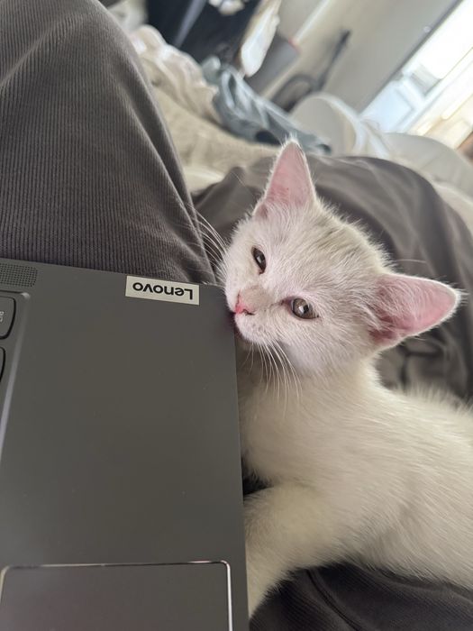 Отдадим котенка в добрые руки