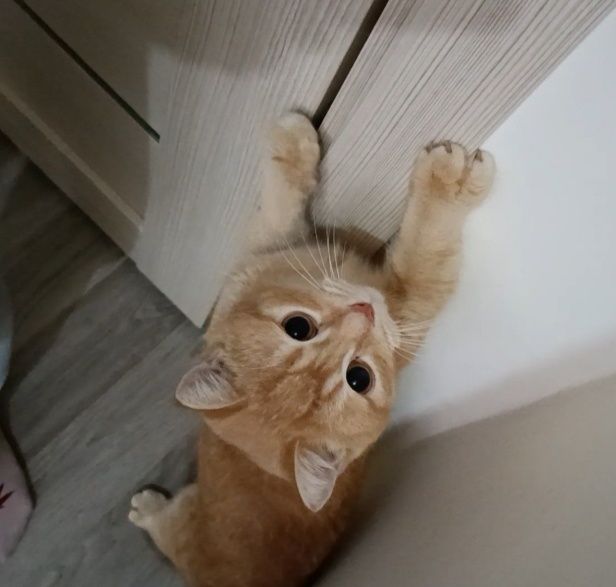 Шиншилла британский