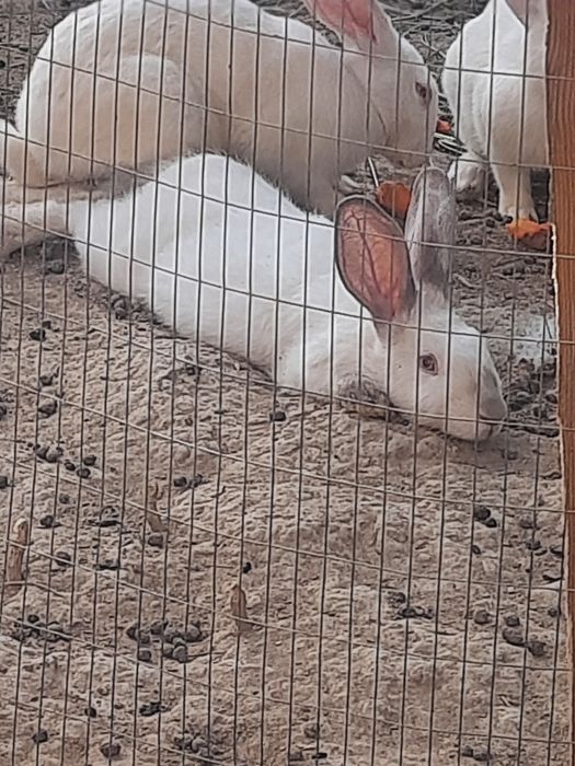 Xikol zotli  Italiya quyonlari sotiladi!