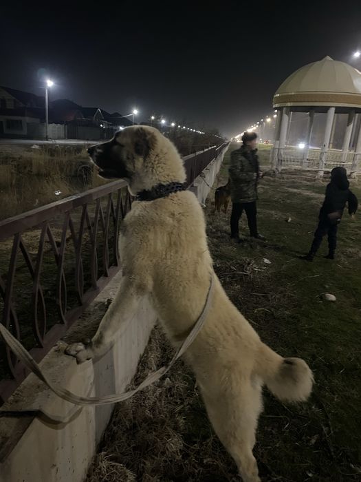 тобет 10 айлык сатылады
