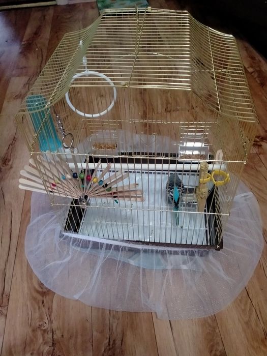 Продам попугая волнистого