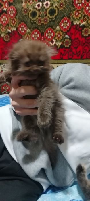 Срочно Продаются вислоухие котята 1,5 месяца  Недорого!