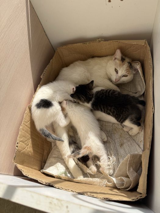 Котенки в добрые руки