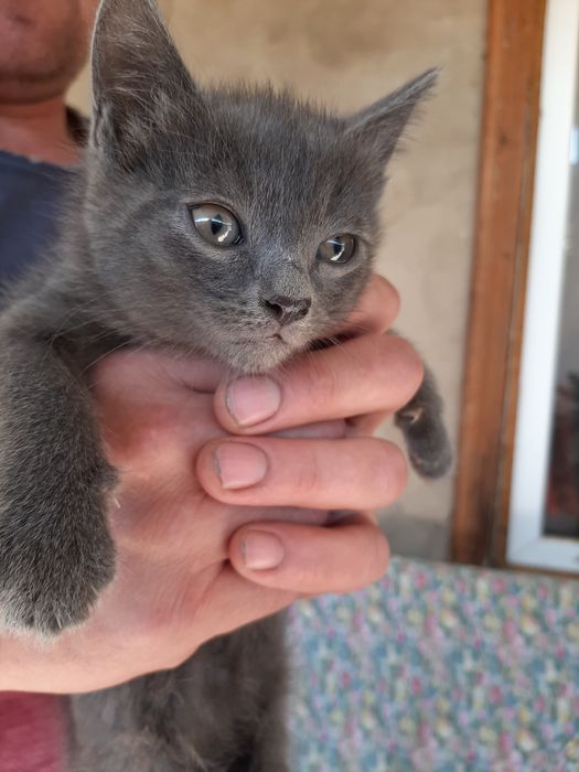 Котёнок британка  девочка 1,5 месяца