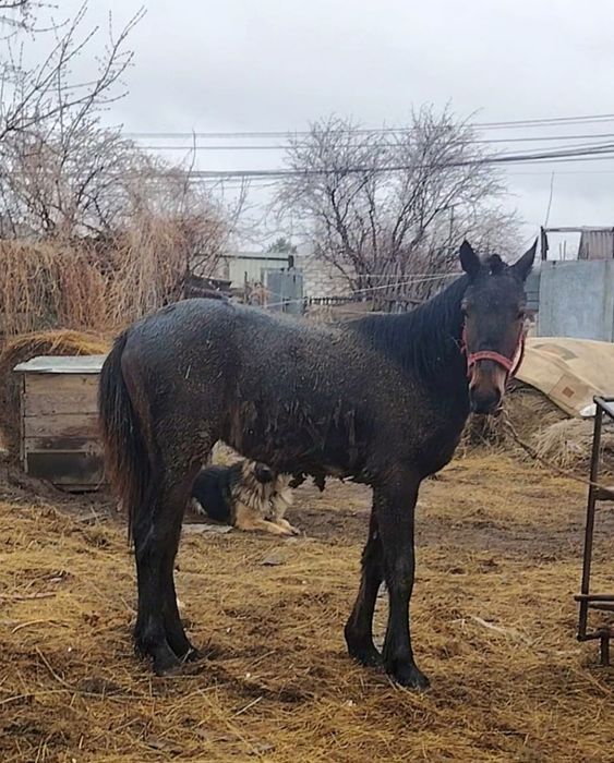 Продам кобылку,российская.