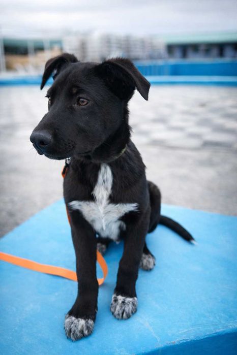 Щенок мальчик в добрые руки