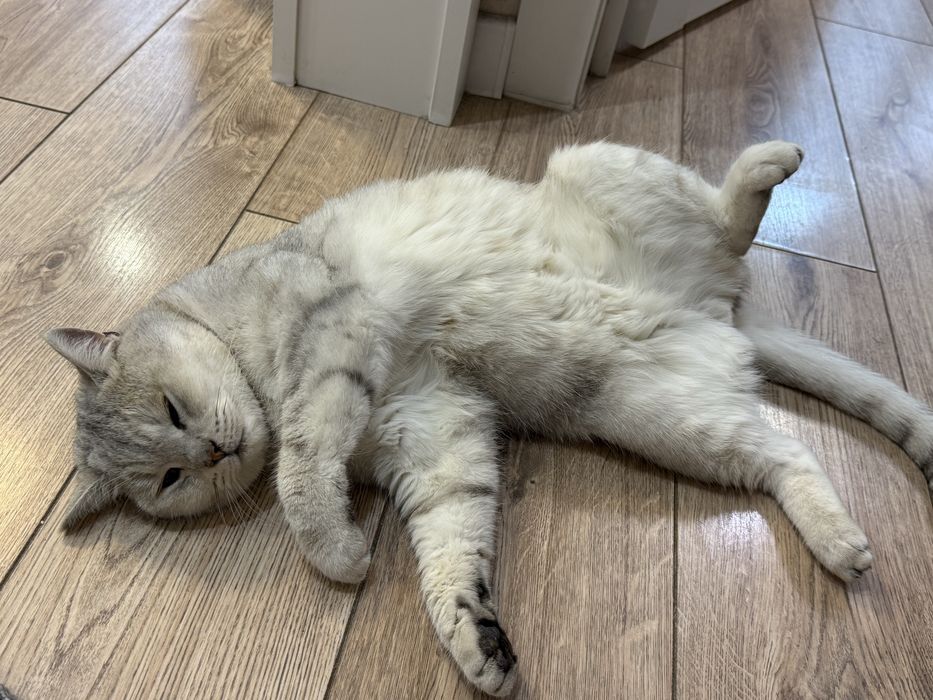 Кот ищет дом и теплые руки
