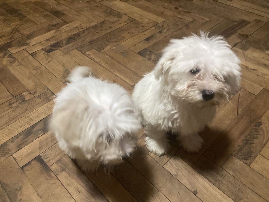 Pui de bichoni dragalasi.