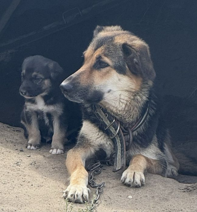 Отдам щенят в хорошие руки