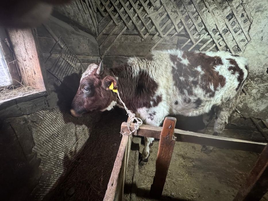 бычок 3х годовалый продается.