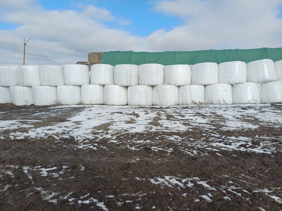 Baloti lucerna infoliati