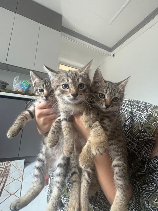 Отдам котят 2девочка 1мальчик