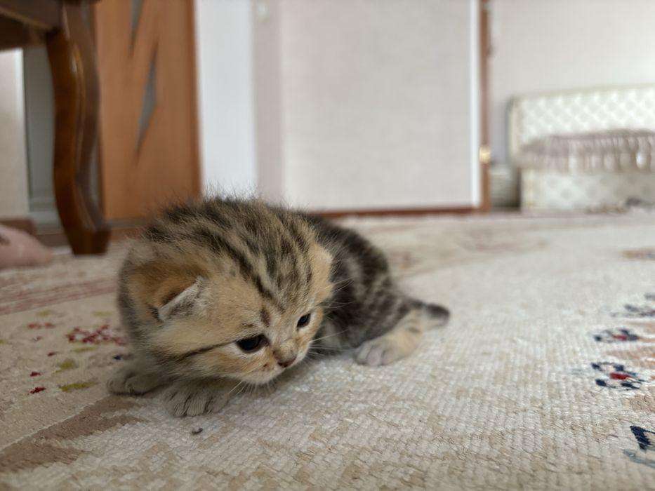 в бронь чисто кровные британские