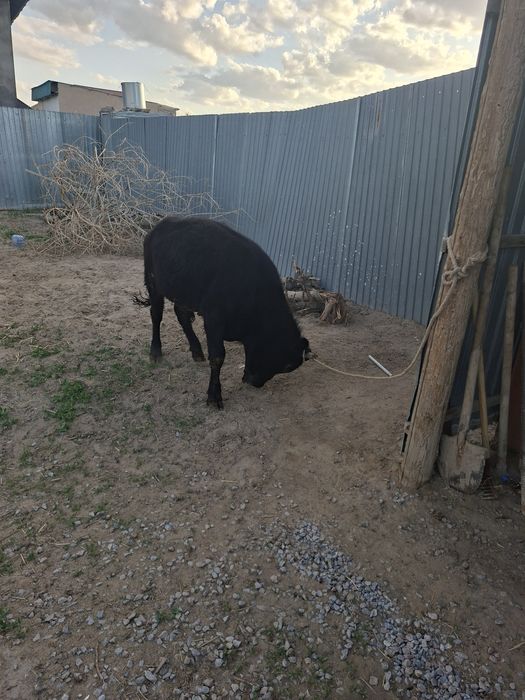 1 жасар баспак еркек