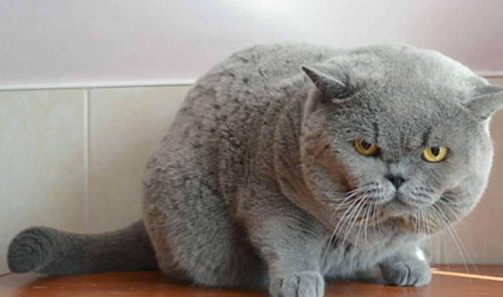 Британские Котята