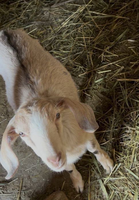 Продам коз молочных