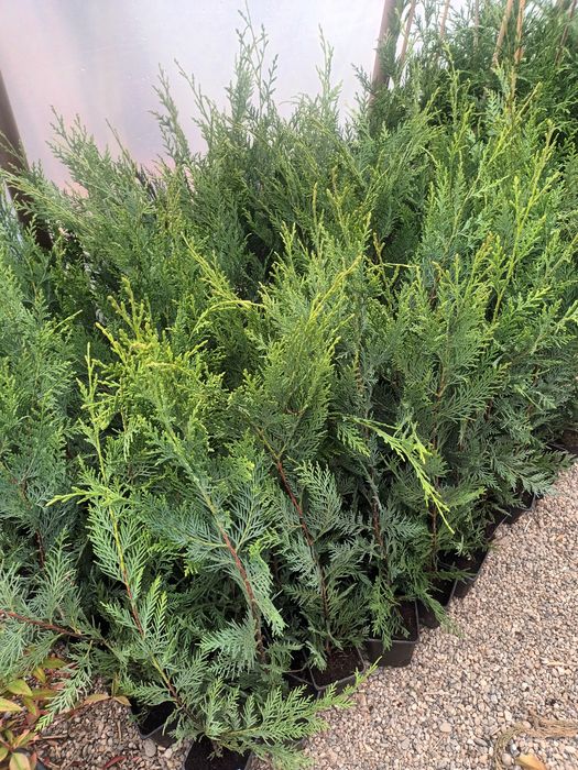 Chiparos leylandii 60-80 cm/ gard viu vesnic verde/ tuia/ plante ornamentale