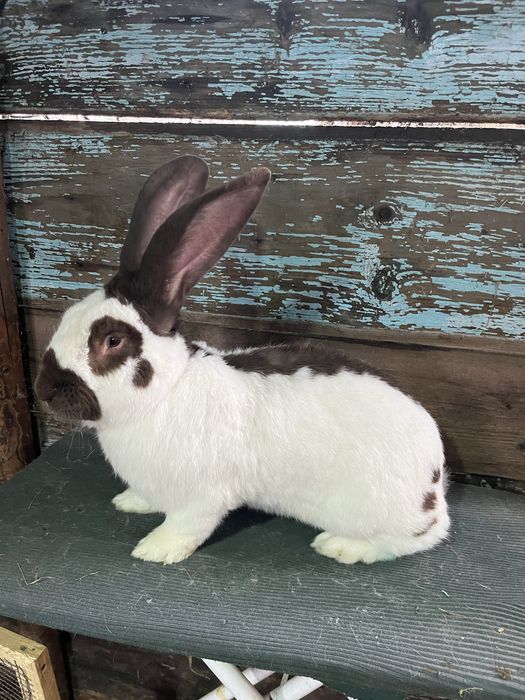 Fluture German Havana (Urias Pestrit) de vanzare