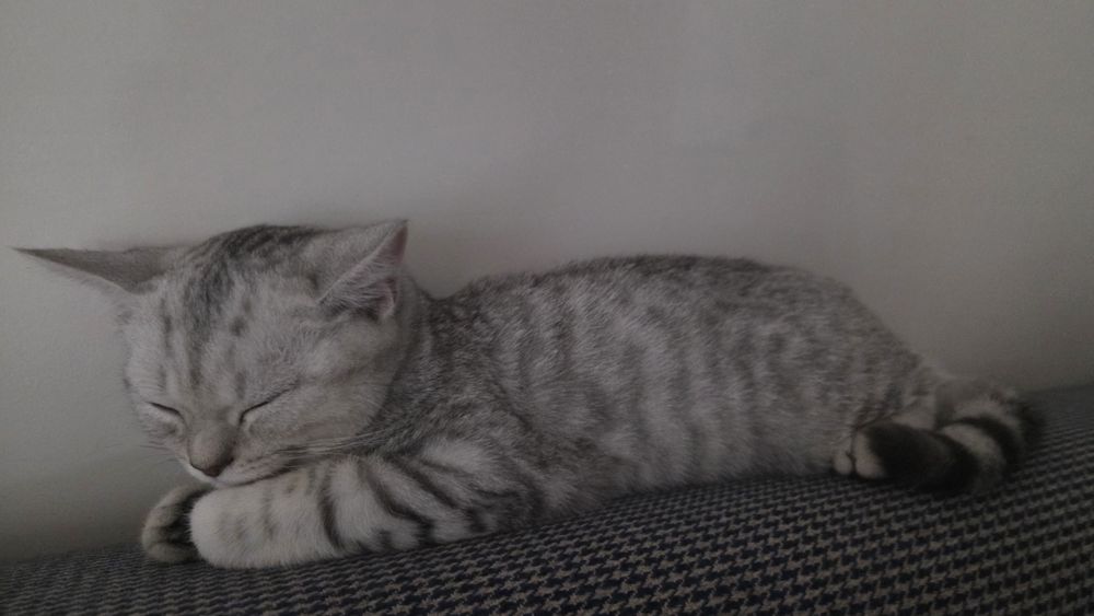 Породистая кошка