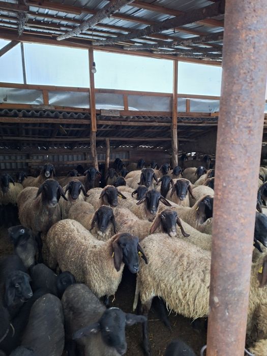 Vând oi bune de ținut fatate și nefatate