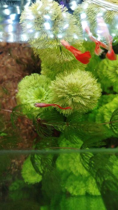 Акваримное растение