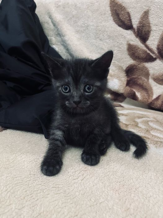 Отдам котят в дрбрые руки