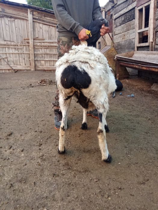 Продам бараних жырные