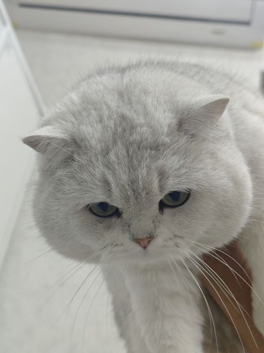 Premium class молодой Британский кот приглашает