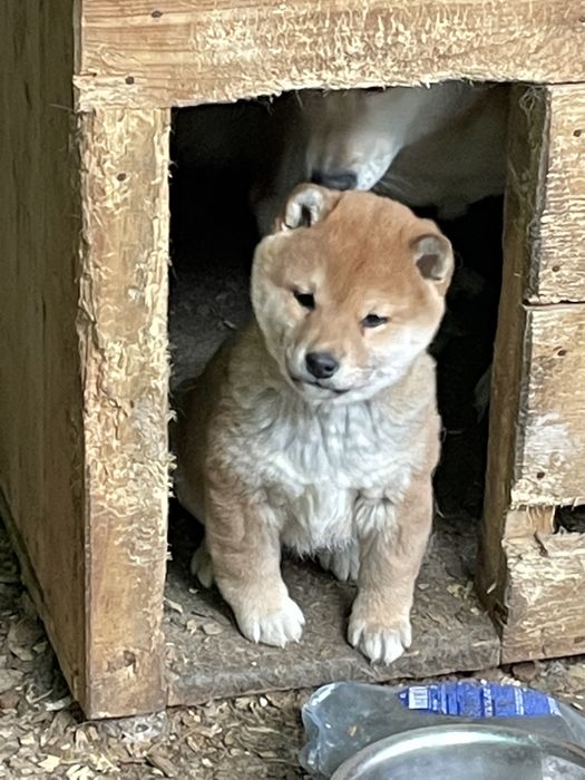 Японская сиба ину