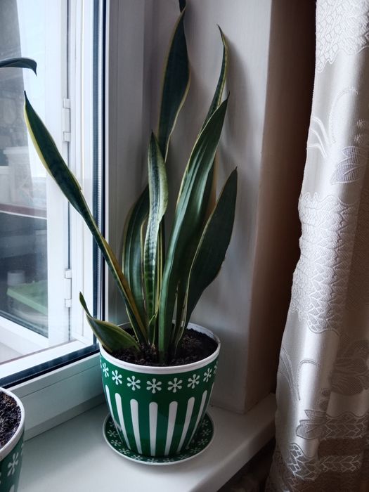 Продам домашние цветы